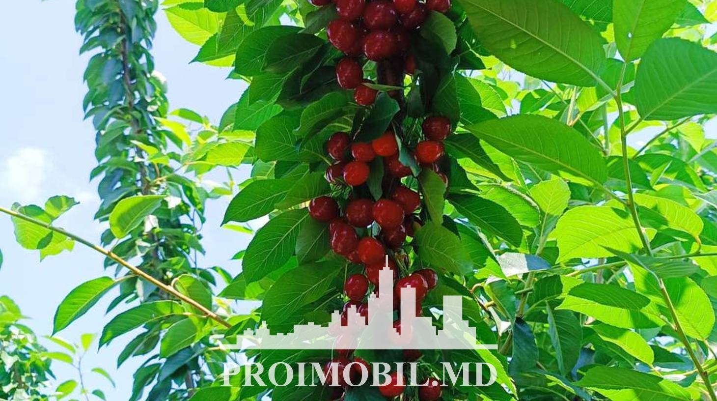 https://images.proimobil.md/kTpUbuUtod8Hm5tti2bMz17KtftK6P9V7n2DMn1OkdY/watermark:0.75:so:0:30:0.39/resize:fill:1460:816:1/gravity:ce/bG9jYWw6Ly8vZXN0YXRlL2xyL2E0ZTJhNTQzLTRkZWEtNDBlOC05YjI3LTJjNzdmNmJlNjE0MC5qcGVn
